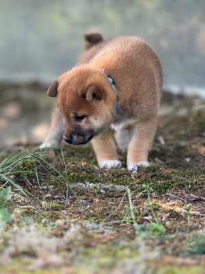 Les chiots de Shiba