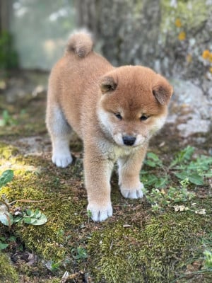 Les chiots de Shiba
