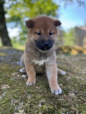Les chiots de Shiba