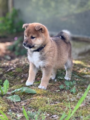 Les chiots de Shiba