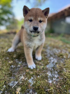 Les chiots de Shiba