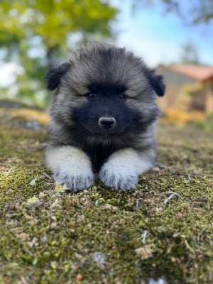 Les chiots de Spitz allemand