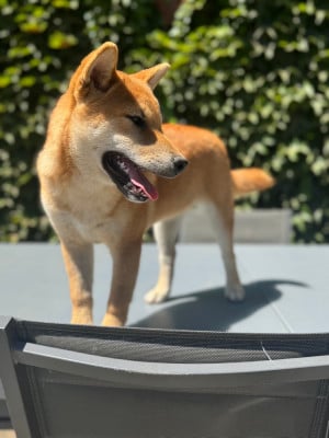 Les chiots de Shiba