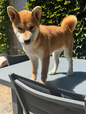 Les chiots de Shiba