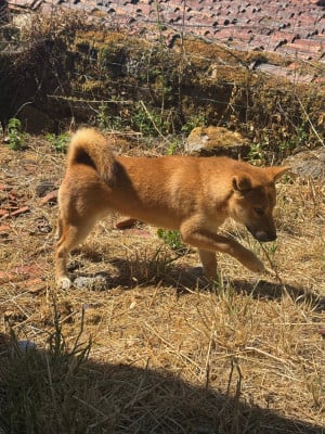 Les chiots de Shiba