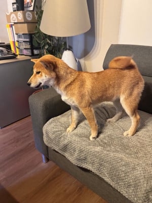 Les chiots de Shiba