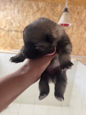 Les chiots de Spitz allemand
