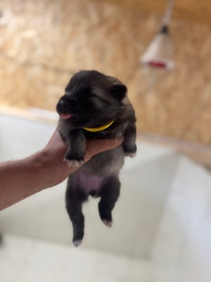 A définir - Collier jaune - Spitz allemand