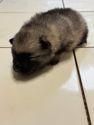 Les chiots de Spitz allemand