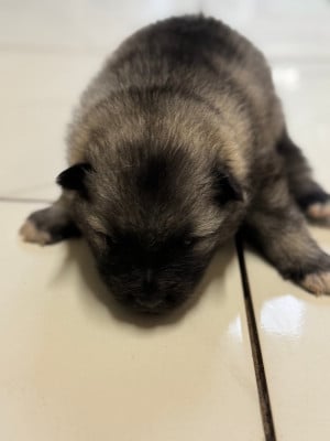 Les chiots de Spitz allemand