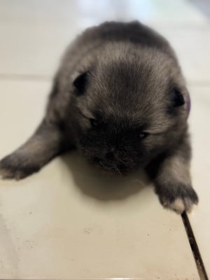 Les chiots de Spitz allemand