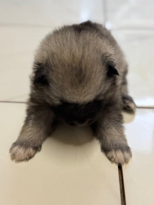 Les chiots de Spitz allemand