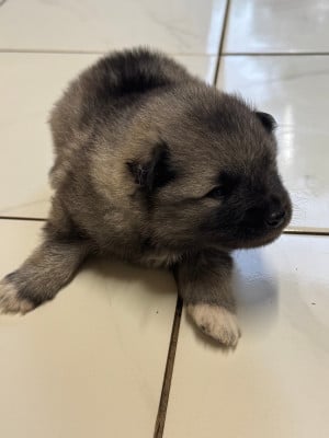 Les chiots de Spitz allemand