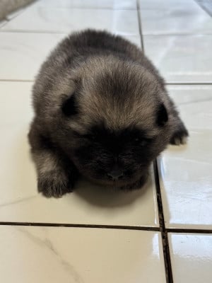 Les chiots de Spitz allemand