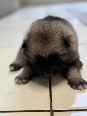 Les chiots de Spitz allemand