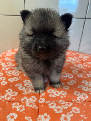 Les chiots de Spitz allemand