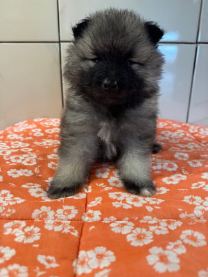 Les chiots de Spitz allemand