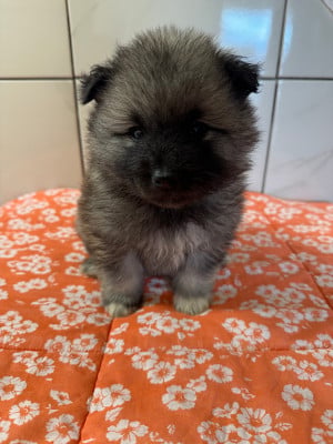 Les chiots de Spitz allemand