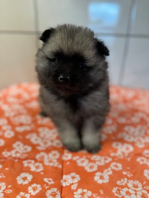 Les chiots de Spitz allemand