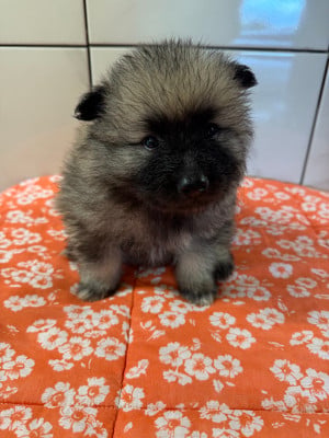 Les chiots de Spitz allemand