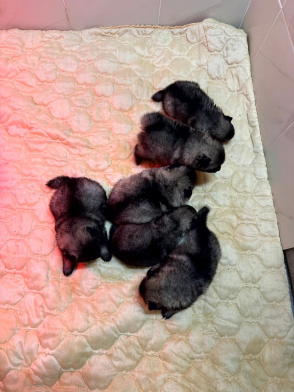 Spitz allemand - Le Renard Et Le Loup