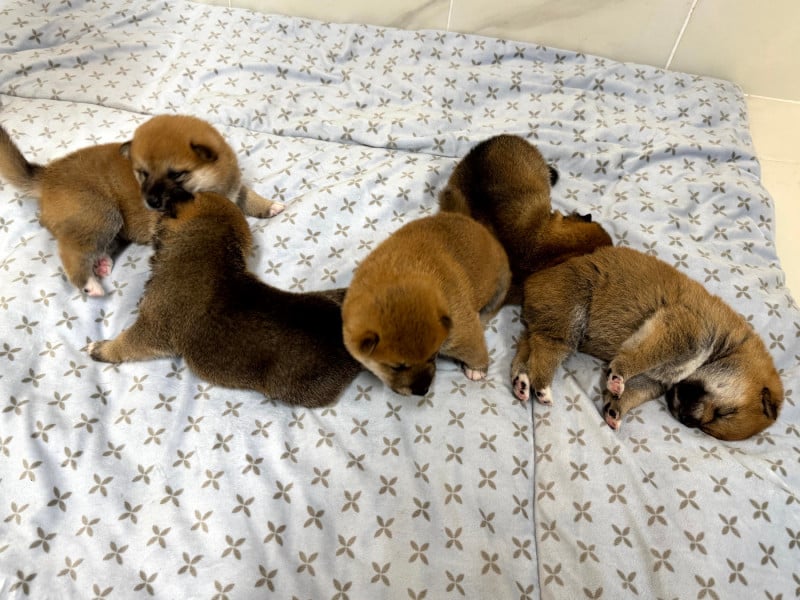 Shiba - Le Renard Et Le Loup