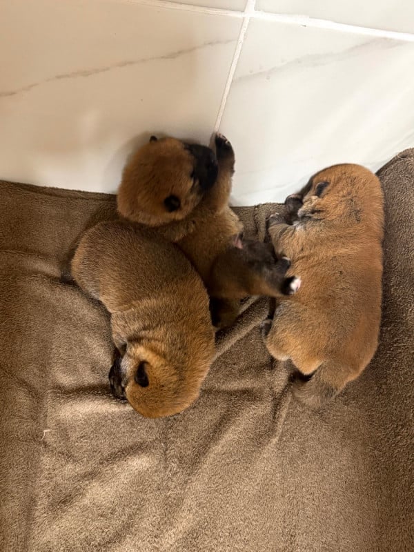 Shiba - Le Renard Et Le Loup