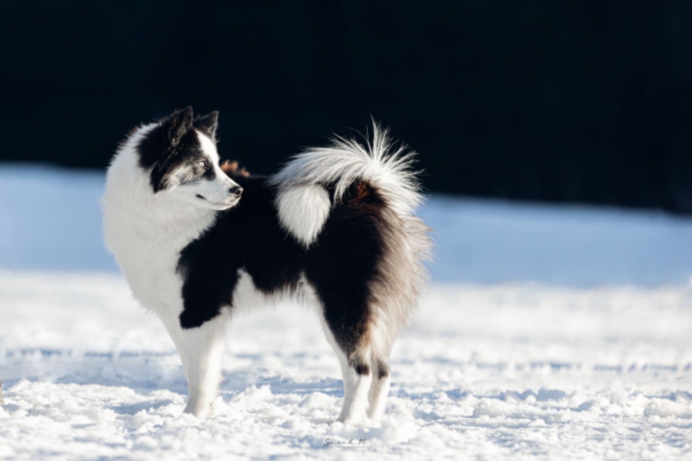 UNIK SHIVA L'eden Des Shokou