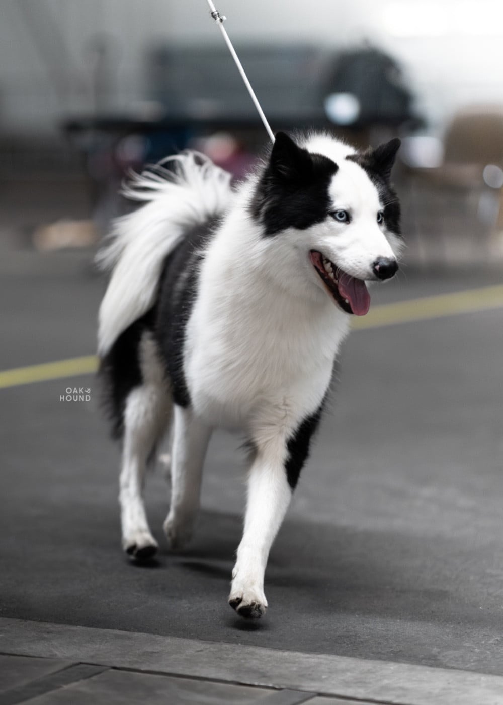 Oukaya forever Viking Valhalla