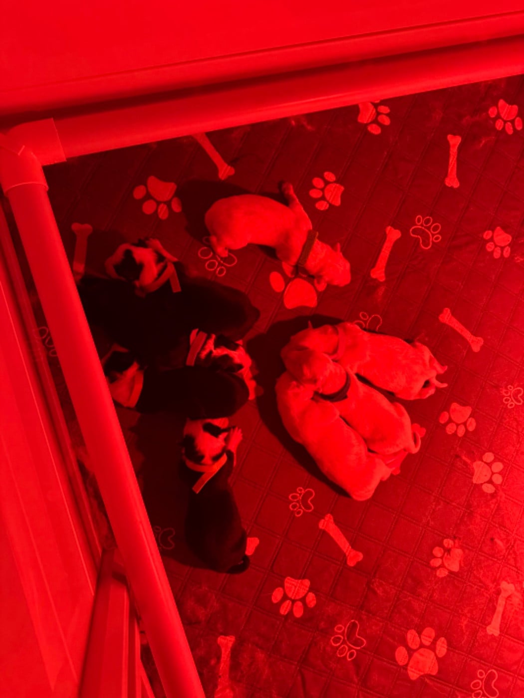 Laika de iakoutie - The Stars Of My Soul