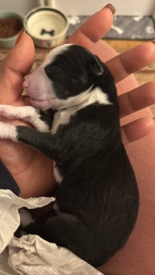 Les chiots de Laika de iakoutie