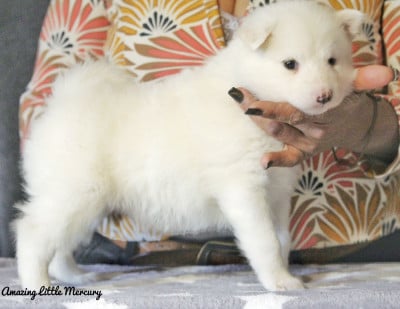 Les chiots de Laika de iakoutie