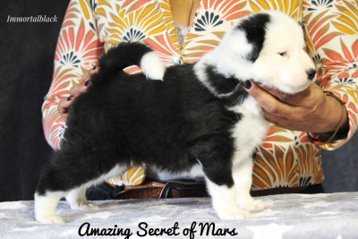 Les chiots de Laika de iakoutie