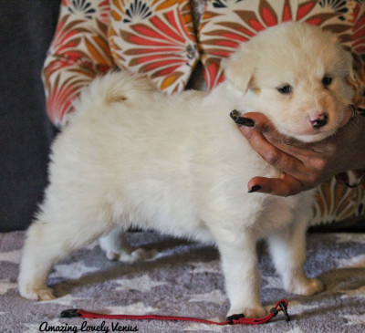 Les chiots de Laika de iakoutie