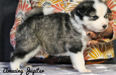 Les chiots de Laika de iakoutie