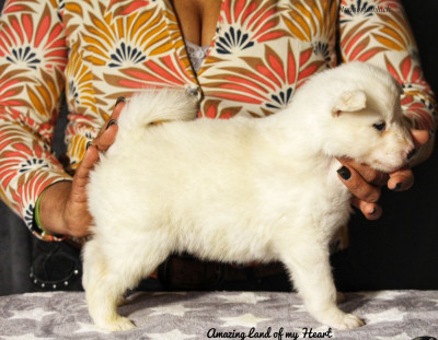 Les chiots de Laika de iakoutie