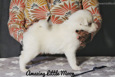 Les chiots de Laika de iakoutie