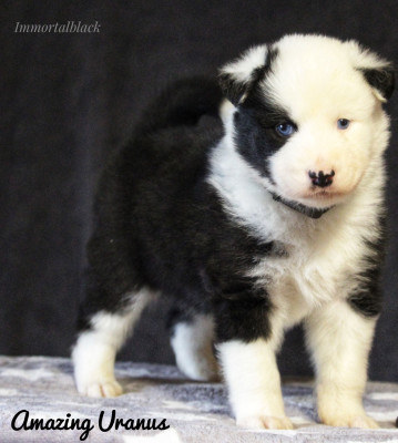 Les chiots de Laika de iakoutie