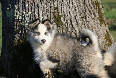 Les chiots de Laika de iakoutie