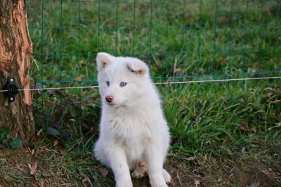 Les chiots de Laika de iakoutie