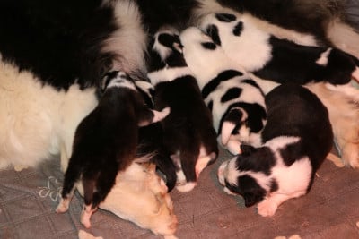 Les chiots de Laika de iakoutie