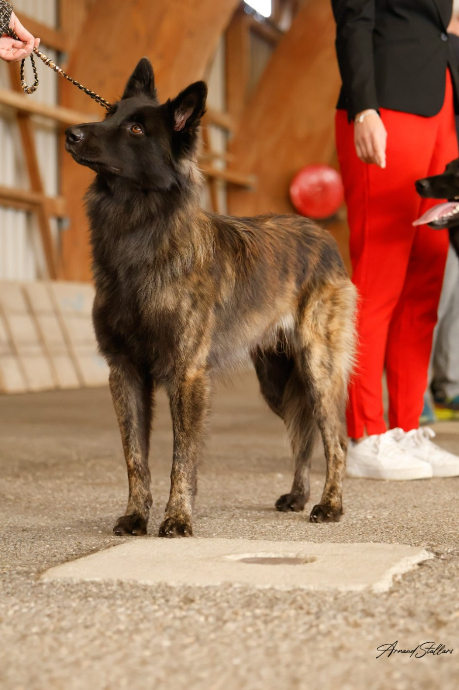 CH. Verydick Du Rocher Des Ducs