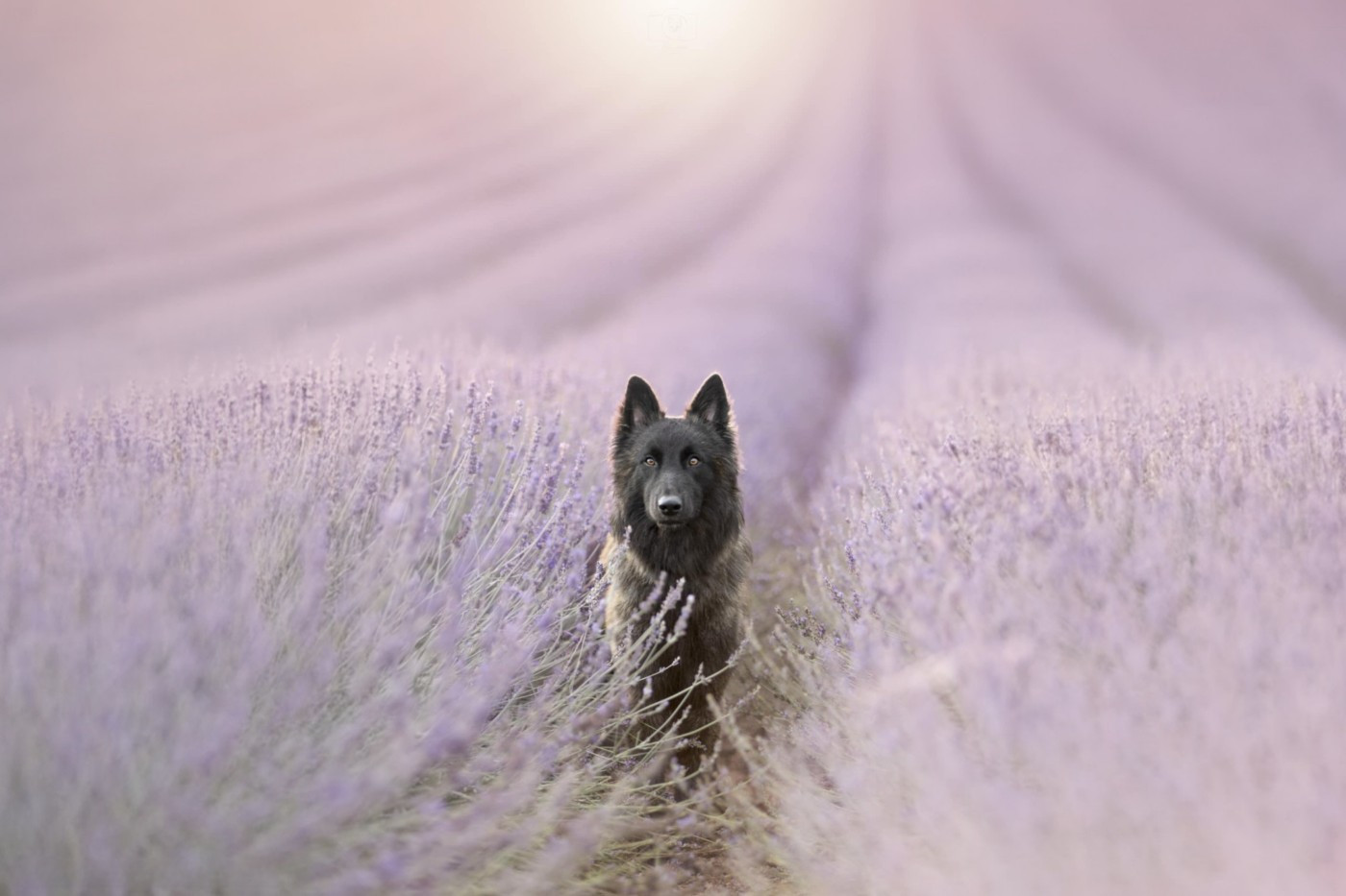 CH. Verydick Du Rocher Des Ducs