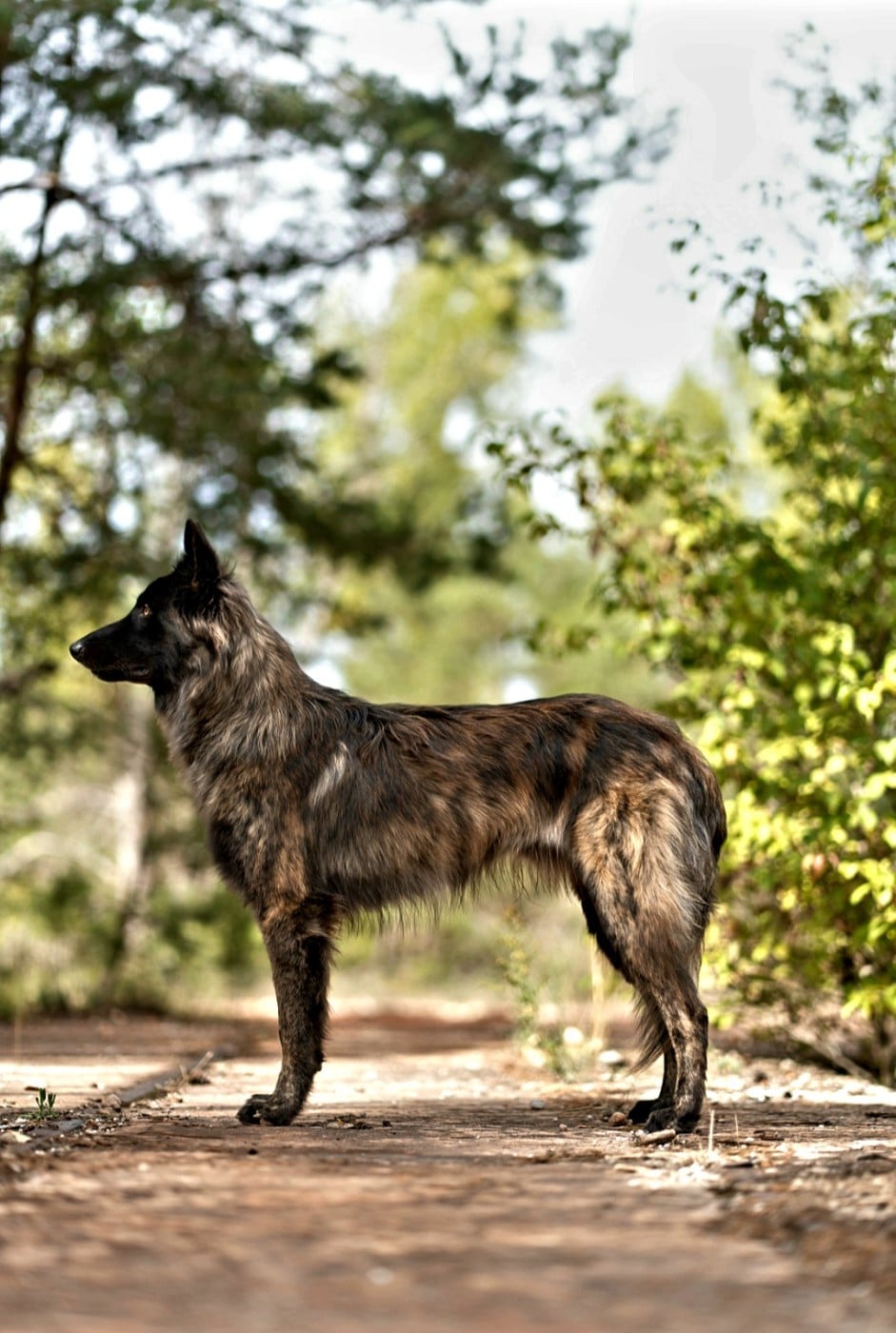 CH. Verydick Du Rocher Des Ducs