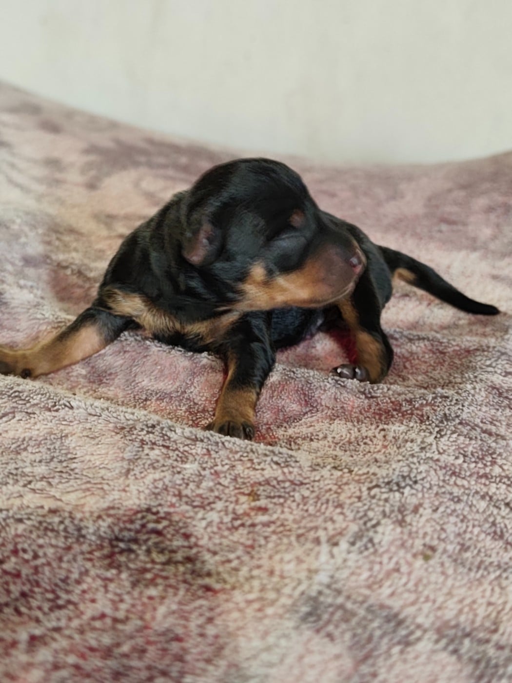 CHIOT 4 - Pinscher nain