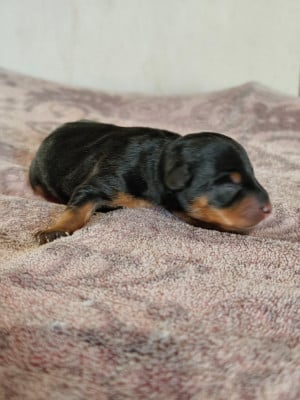 CHIOT 2 - Pinscher nain