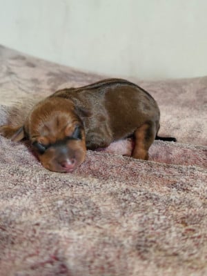 CHIOT 3 - Pinscher nain