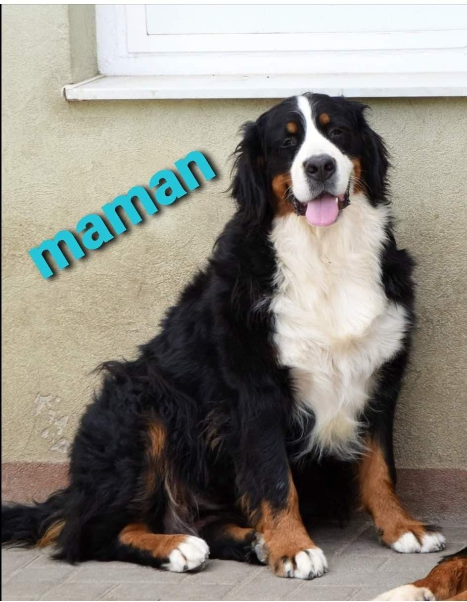 Publication : Le Domaine De Bois Chevaux