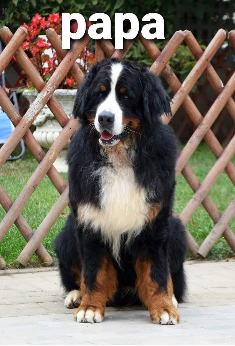 Publication : Le Domaine De Bois Chevaux