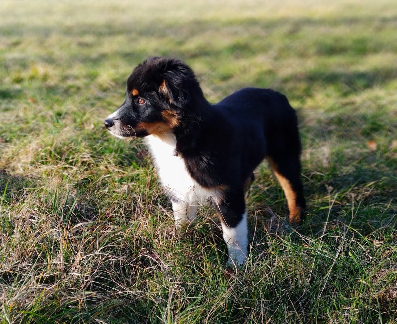 Berger Australien - De La Masia Du Sotoul